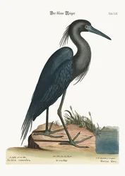 Le héron bleu, 1749-73
