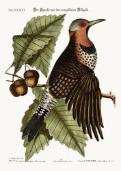 Le pic à ailes dorées, 1749-73