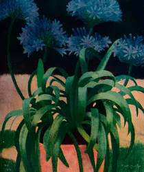 Agapanthus, 1914, vers 1932