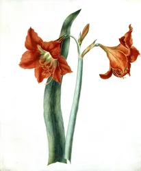 Amaryllis