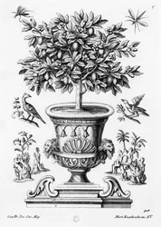Orangers, vers 1735