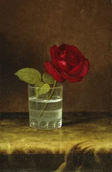 Une rose rouge