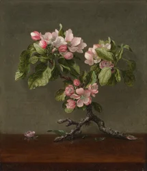 Fleurs de pommier