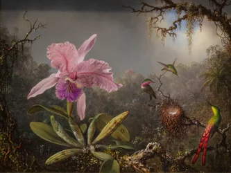 Orchidée Cattelya et trois colibris brésiliens