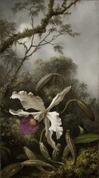 Colibri avec orchidée blanche, 1875-1885