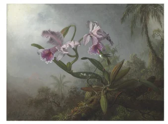 Orchidées roses et colibri sur une branche