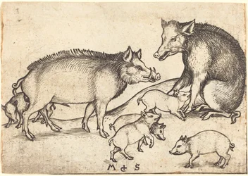 Famille de cochons
