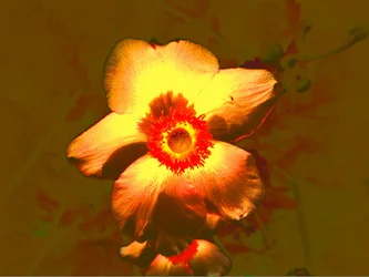 Fleur
