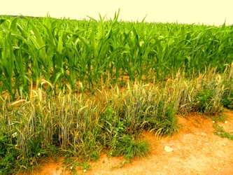 Terre fertile
