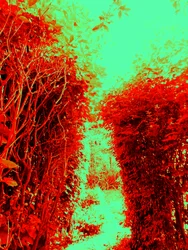 Jardin (Hommage à Jérôme Bosch)
