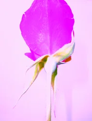Rose violette