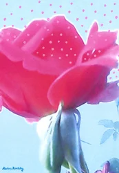 Rose rose