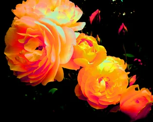 Roses arc-en-ciel