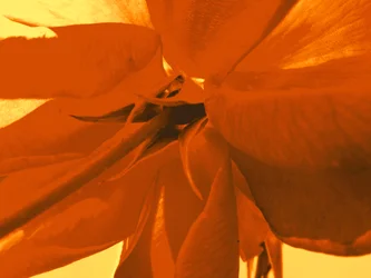 Fleur de rose