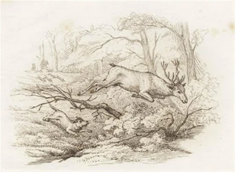 Illustration pour "Cinquante fables pour enfants" de Hey
