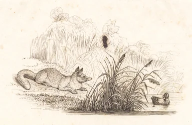 Illustration pour "Cinquante fables pour enfants" de Hey
