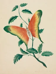 Rosier et papillon