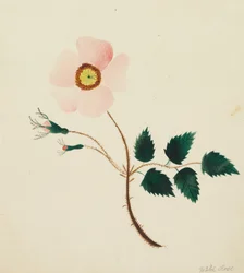 Rose sauvage