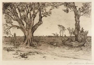 Les vieux tilleuls - près d
