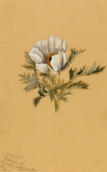 (Sans titre) (Étude de fleur)