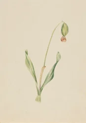 (Sans titre) (Étude de plantes)