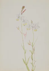 (Sans titre--Étude de fleurs)