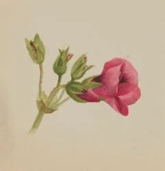 (Sans titre--Étude de fleurs)