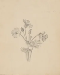 (Sans titre - Étude de plantes)
