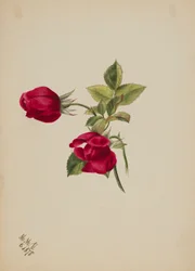(Sans titre--Rose)