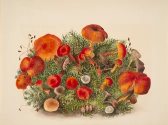 (Sans titre - Étude des champignons)