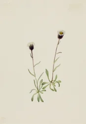 Vergerette des Aléoutiennes Erigeron unalaschensis, n.d.