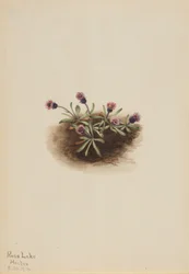 Vergerette des Alpes (Erigeron unalaschcensis)