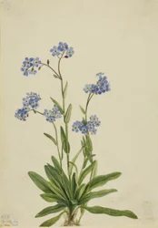 Myosotis des Alpes (Myosotis alpestris)