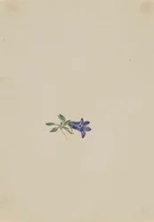 Campanule des Alpes (Campanula lasiocarpa)