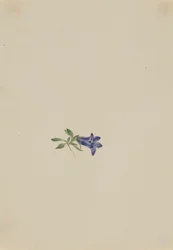 Campanule alpine Campanula lasiocarpa, n.d.