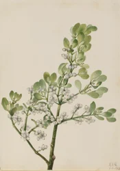 Gui américain (Phoradendron flavescens)