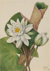 Nénuphar américain (Castalia odorata)