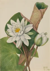 Nénuphar américain Castalia odorata