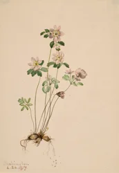 Anemonella Syndesmon thalictroides, 1917