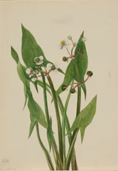 Sagittaire (Sagittaria cuneata)