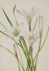 Lys d