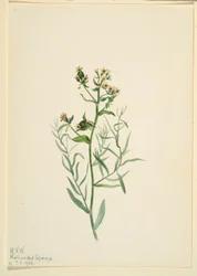 Linaire bâtarde (Comandra pallida)