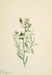 Comandra pâle, 1923