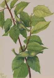 Noisette à bec (Corylus rostrata)