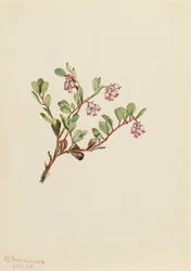 Busserole Arctostaphylos uva-ursi