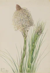 Herbe à ours, Xerophyllum tenax, 1924.