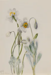 Bearpoppy Arctomecon merriami, 1935