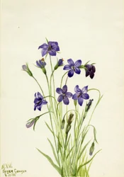 Campanule (Campanula)