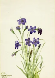 Campanule