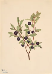 Grande Myrtille Vaccinium membranaceum